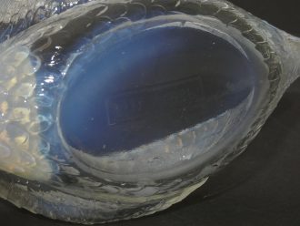 ł8